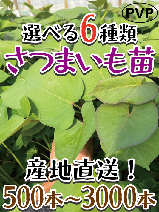 【大量購入セール中】【選べる6品種！】さつまいも苗🌱 ★ シルクスイート/安納芋/紅はるか/紅あずま/きんとき/パープルスイート　芋苗 　農家様・大量買い向け（500本〜3000本）