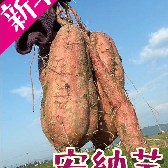 【掘りたて新芋！】福岡県産 安納芋（1kg / 5kg/10kg）｜新芋ならではのみずみずしさ・おかずや焼き芋にぴったり - 刺繍屋さんが作ったアパレルショップ　nuudery