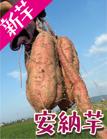 【掘りたて新芋！】福岡県産 安納芋（1kg / 5kg/10kg）｜新芋ならではのみずみずしさ・おかずや焼き芋にぴったり - 刺繍屋さんが作ったアパレルショップ　nuudery