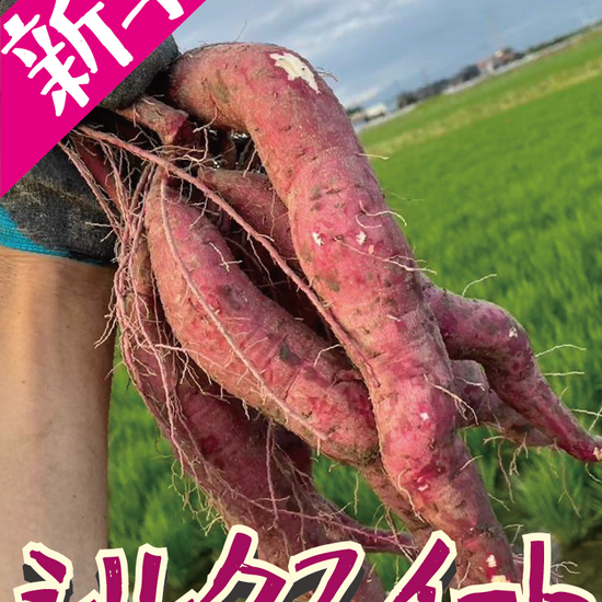 【掘りたて新芋！】福岡県産 シルクスイート（1kg / 5kg/10kg）｜新芋ならではのみずみずしさ・おかずや焼き芋にぴったり - 刺繍屋さんが作ったアパレルショップ　nuudery