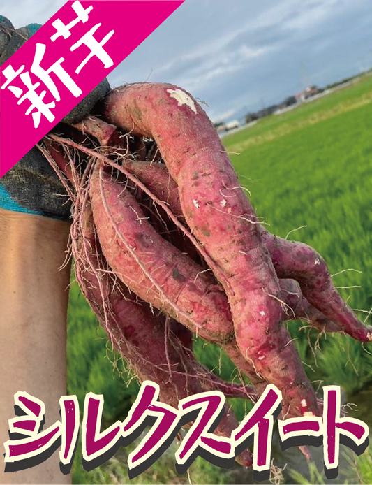 【掘りたて新芋！】福岡県産 シルクスイート（1kg / 5kg/10kg）｜新芋ならではのみずみずしさ・おかずや焼き芋にぴったり
