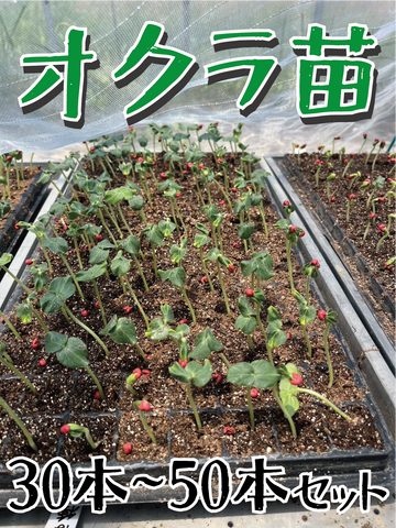 【今だけ限定】家庭菜園からプロまで！福岡県産オクラの苗（30本セット・50本セット）