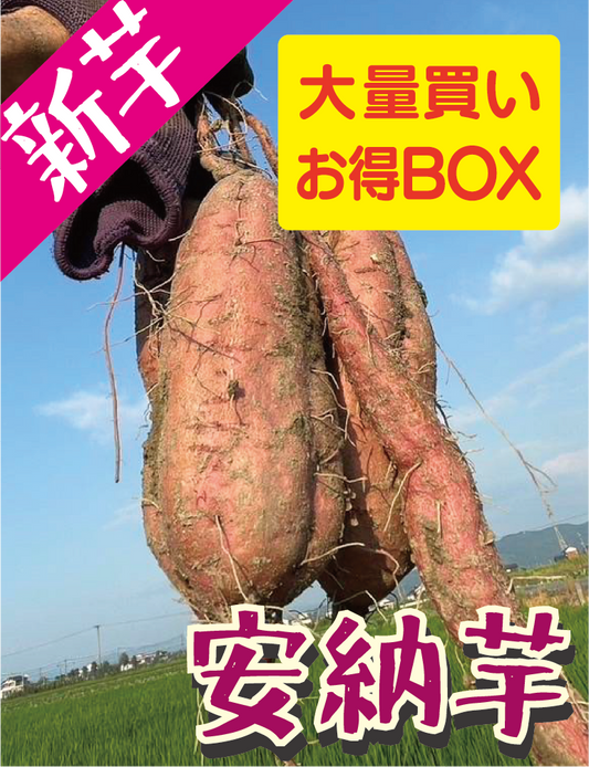 新芋販売スタート！【飲食店・事業者様向けお得BOX】福岡県産 安納芋 20kg・50kg・100kg