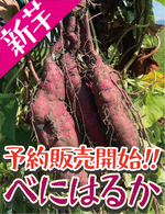 9月より予約販売開始【濃厚な甘みとしっとり食感！】福岡県産 べにはるか（1kg / 5kg/10kg）｜新芋ならではのみずみずしさ・おかずや焼き芋にぴったり