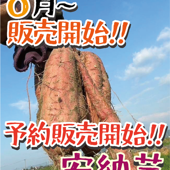 【予約販売開始!】【掘りたて新芋】福岡県産 安納芋（1kg / 5kg/10kg）｜新芋ならではのみずみずしさ・おかずや焼き芋にぴったり - 刺繍屋さんが作ったアパレルショップ　nuudery