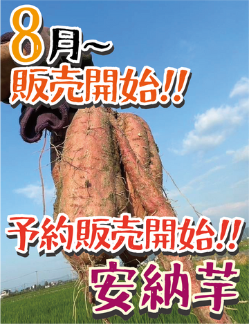 【予約販売開始!】【掘りたて新芋】福岡県産 安納芋（1kg / 5kg/10kg）｜新芋ならではのみずみずしさ・おかずや焼き芋にぴったり - 刺繍屋さんが作ったアパレルショップ　nuudery