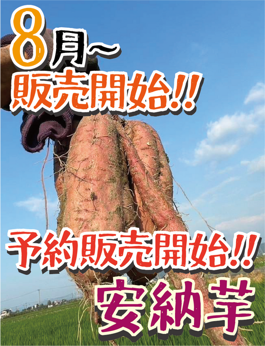 【予約販売開始!】【掘りたて新芋】福岡県産 安納芋（1kg / 5kg/10kg）｜新芋ならではのみずみずしさ・おかずや焼き芋にぴったり - 刺繍屋さんが作ったアパレルショップ　nuudery