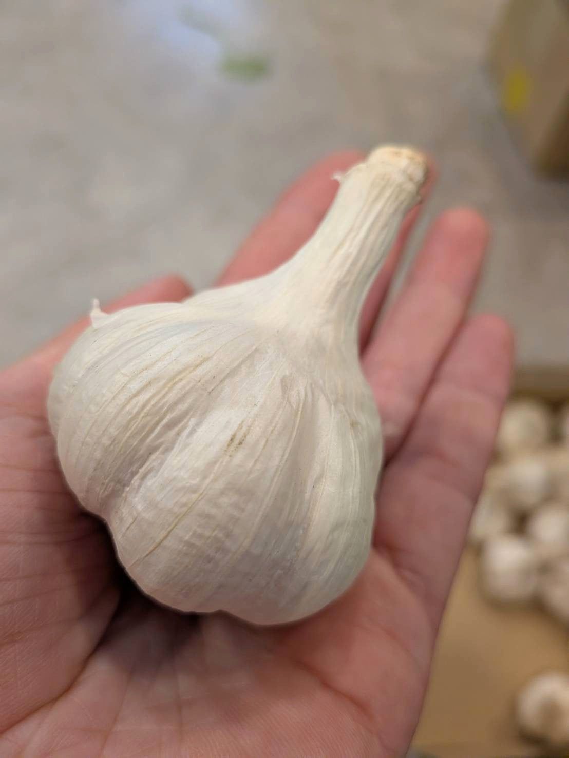 今季終了【国産・最高品質A品】福岡県産 白にんにく 1kg（厳選）