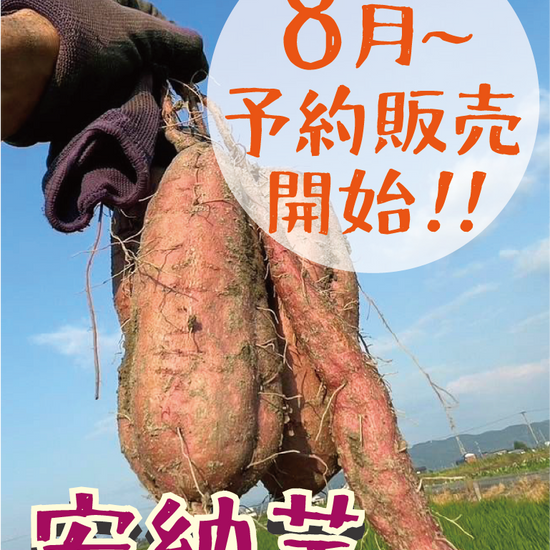 8月より予約販売開始【超希少！熟成済】福岡県産 安納芋 Sサイズ 5キロ・1.5キロ - 刺繍屋さんが作ったアパレルショップ　nuudery