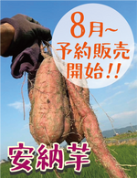 8月より予約販売開始【超希少！熟成済】福岡県産 安納芋 Sサイズ 5キロ・1.5キロ