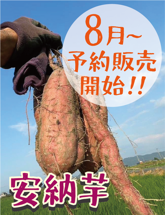 8月より予約販売開始【超希少！熟成済】福岡県産 安納芋 Sサイズ 5キロ・1.5キロ - 刺繍屋さんが作ったアパレルショップ　nuudery