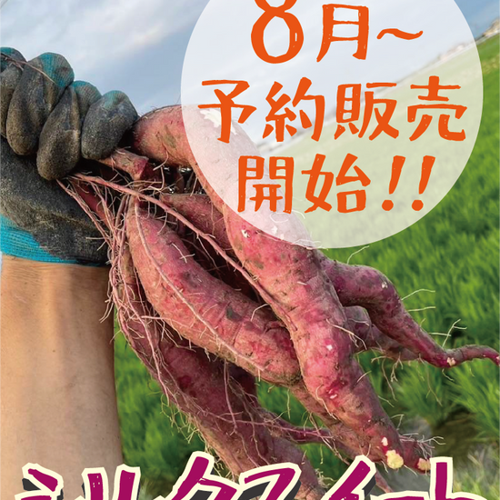8月より予約販売開始【滑らかな口当たりと上品な甘さ！】福岡県産 シルクスイート Sサイズ 5キロ・1.5キロ - 刺繍屋さんが作ったアパレルショップ　nuudery