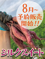 8月より予約販売開始【滑らかな口当たりと上品な甘さ！】福岡県産 シルクスイート Sサイズ 5キロ・1.5キロ