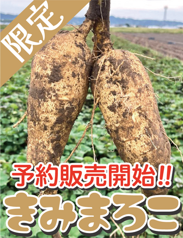9月开始接受预订【浓厚的甜味和湿润的口感！】福冈县产 红春香 S尺寸 5公斤・1.5公斤