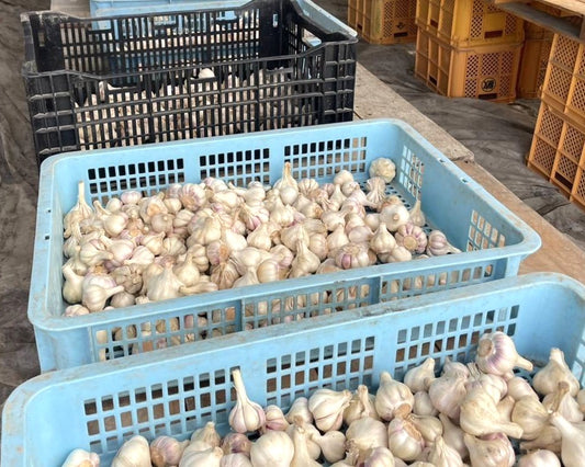 【訳あり・お買い得】福岡県産 白にんにく B・C品 1kg（ご家庭用）｜見た目は不揃いでも味は一級品！コスパ抜群の国産にんにく - 刺繍屋さんが作ったアパレルショップ　nuudery