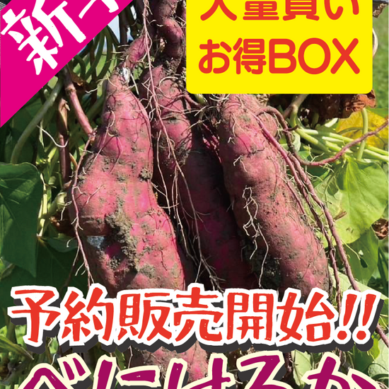9月より予約販売開始【飲食店・事業者様向けお得BOX】福岡県産 べにはるか 20kg・50kg・100kg - 刺繍屋さんが作ったアパレルショップ　nuudery