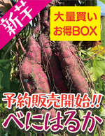 9月より予約販売開始【飲食店・事業者様向けお得BOX】福岡県産 べにはるか 20kg・50kg・100kg