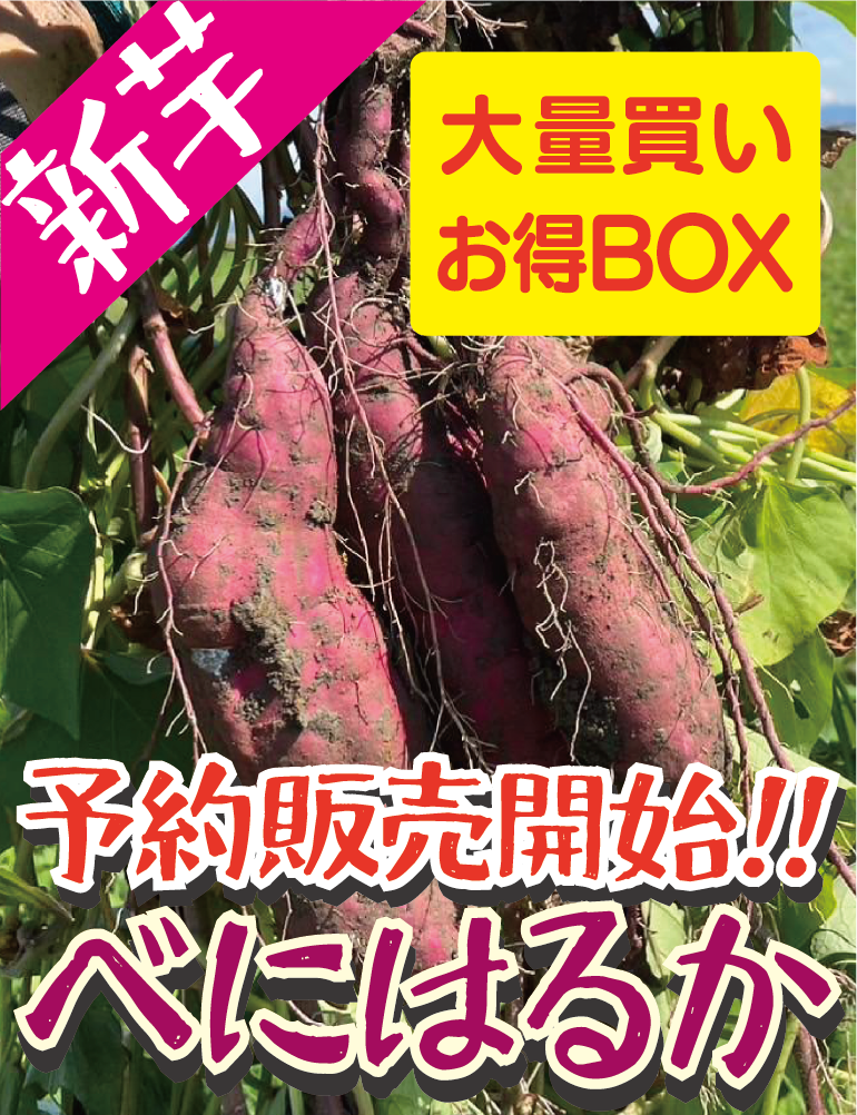 9月より予約販売開始【飲食店・事業者様向けお得BOX】福岡県産 べにはるか 20kg・50kg・100kg - 刺繍屋さんが作ったアパレルショップ　nuudery
