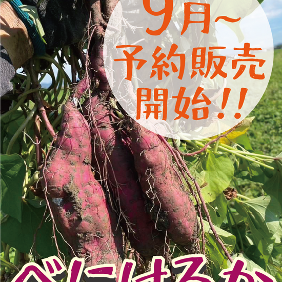 9月より予約販売開始【濃厚な甘みとしっとり食感！】福岡県産 べにはるか Sサイズ 5キロ・1.5キロ - 刺繍屋さんが作ったアパレルショップ　nuudery
