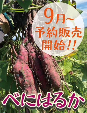 9月より予約販売開始【濃厚な甘みとしっとり食感！】福岡県産 べにはるか Sサイズ 5キロ・1.5キロ - 刺繍屋さんが作ったアパレルショップ　nuudery
