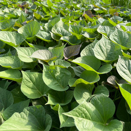 【選べる6品種！】さつまいも苗🌱 ★ シルクスイート/安納芋/紅はるか/紅あずま/きんとき/パープルスイート　芋苗 - 刺繍屋さんが作ったアパレルショップ　nuudery