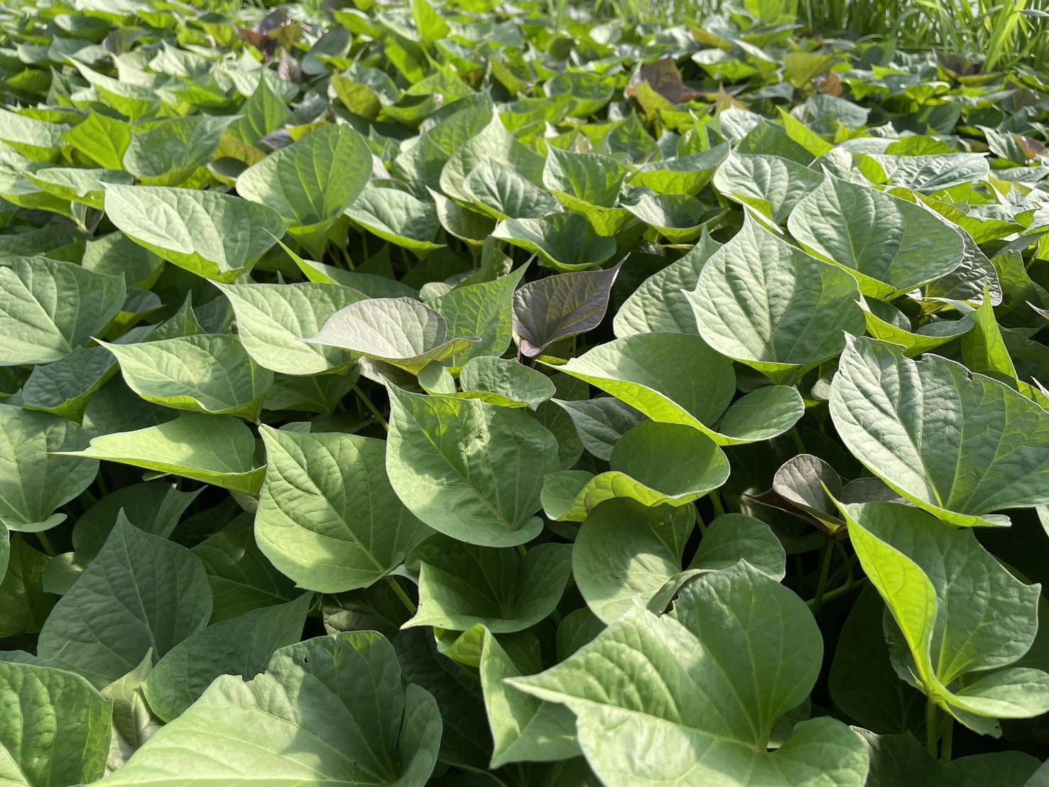 【選べる6品種！】さつまいも苗🌱 ★ シルクスイート/安納芋/紅はるか/紅あずま/きんとき/パープルスイート　芋苗 - 刺繍屋さんが作ったアパレルショップ　nuudery