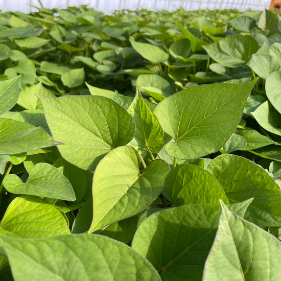 【選べる6品種！】さつまいも苗🌱 ★ シルクスイート/安納芋/紅はるか/紅あずま/きんとき/パープルスイート　芋苗 - 刺繍屋さんが作ったアパレルショップ　nuudery