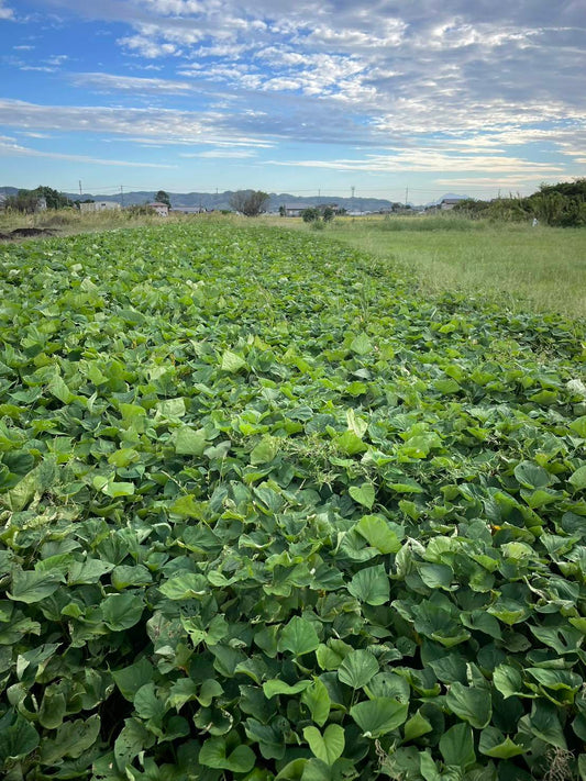 Pre-orders begin in September! [Rich sweetness and moist texture!] Fukuoka-grown Beniharuka sweet potatoes, S size, 5kg and 1.5kg