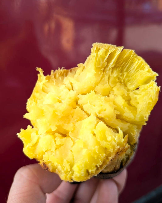 【極上のホクホク感！上品な甘さ！】福岡県産 栗かぐや （1kg/5㎏/10kg）〈数量限定販売〉 - 刺繍屋さんが作ったアパレルショップ　nuudery
